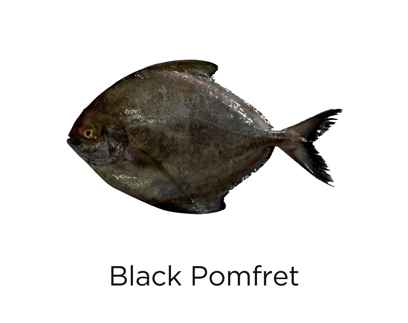 Black Pomfret Fish_t