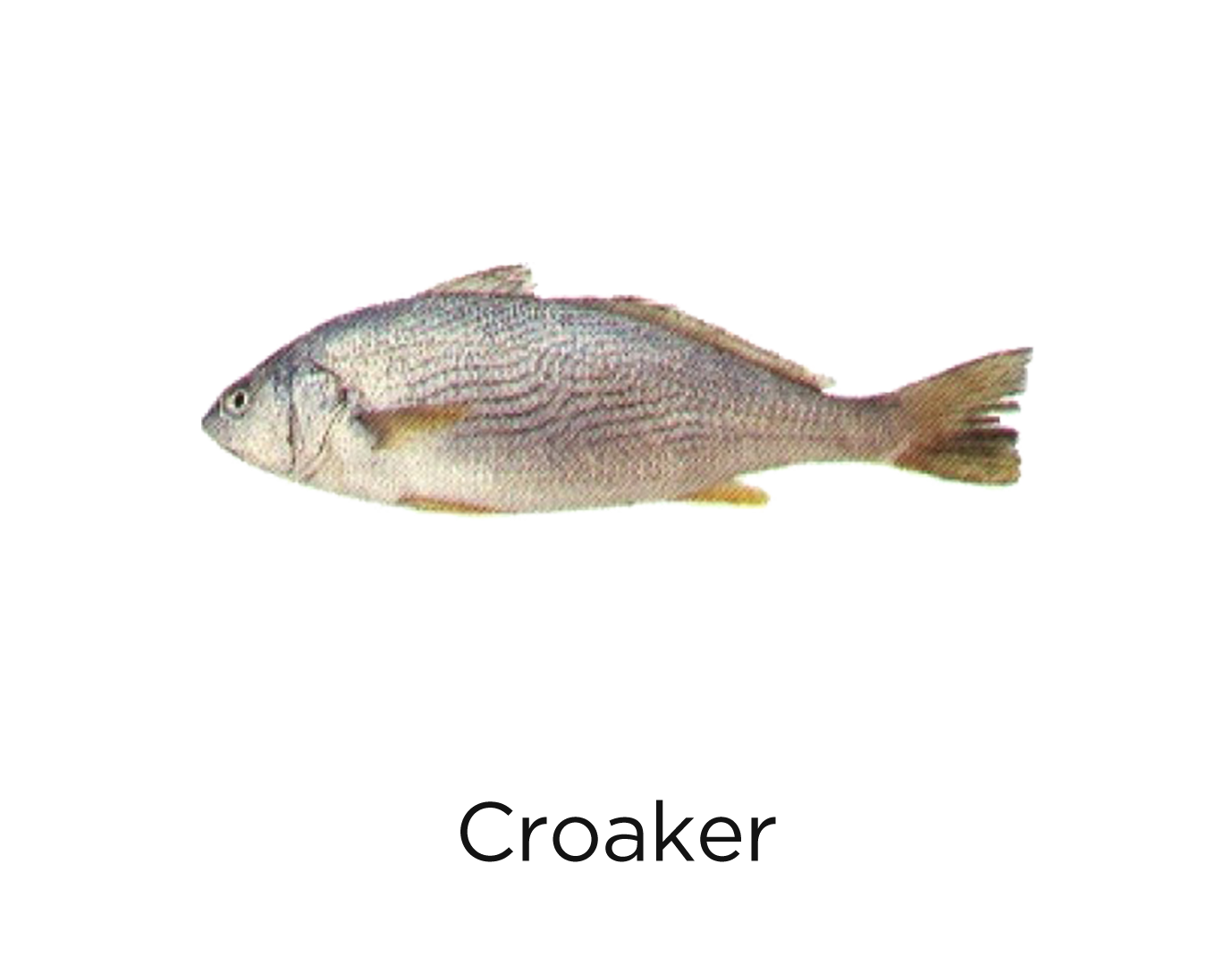 Croaker Fish_t