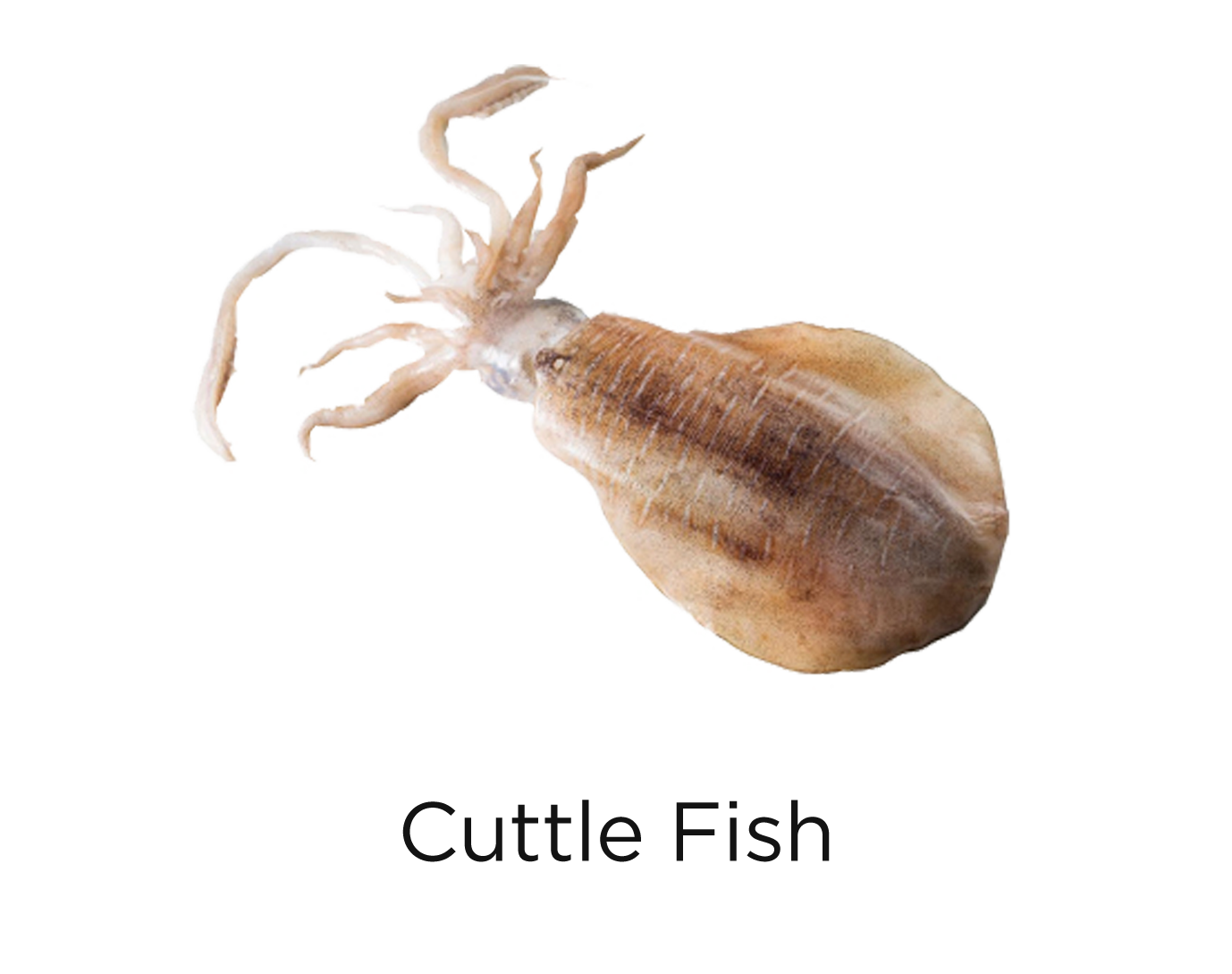 Cuttle Fish_t