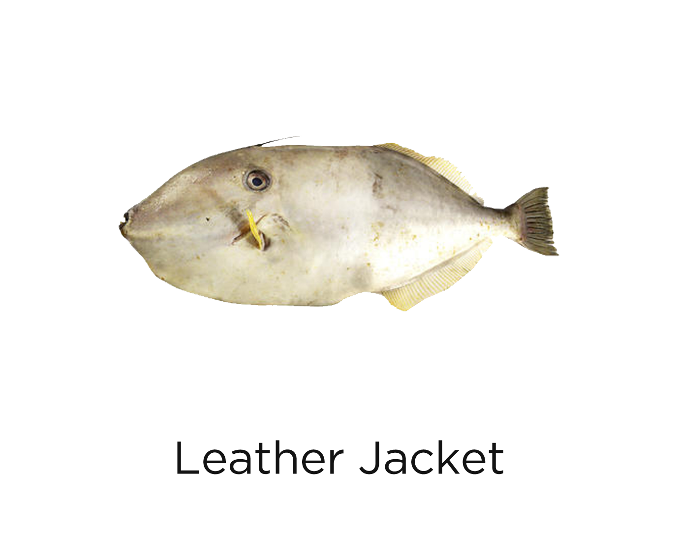 Leather Jacket Fish_t1