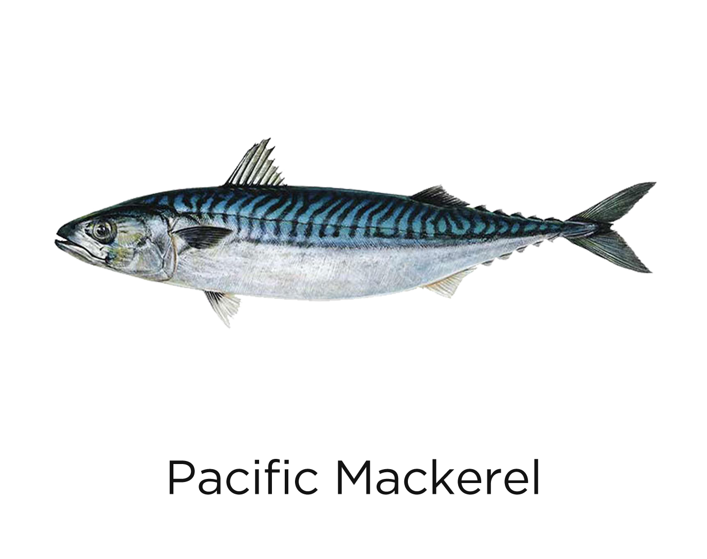 Pacific mackerel_t