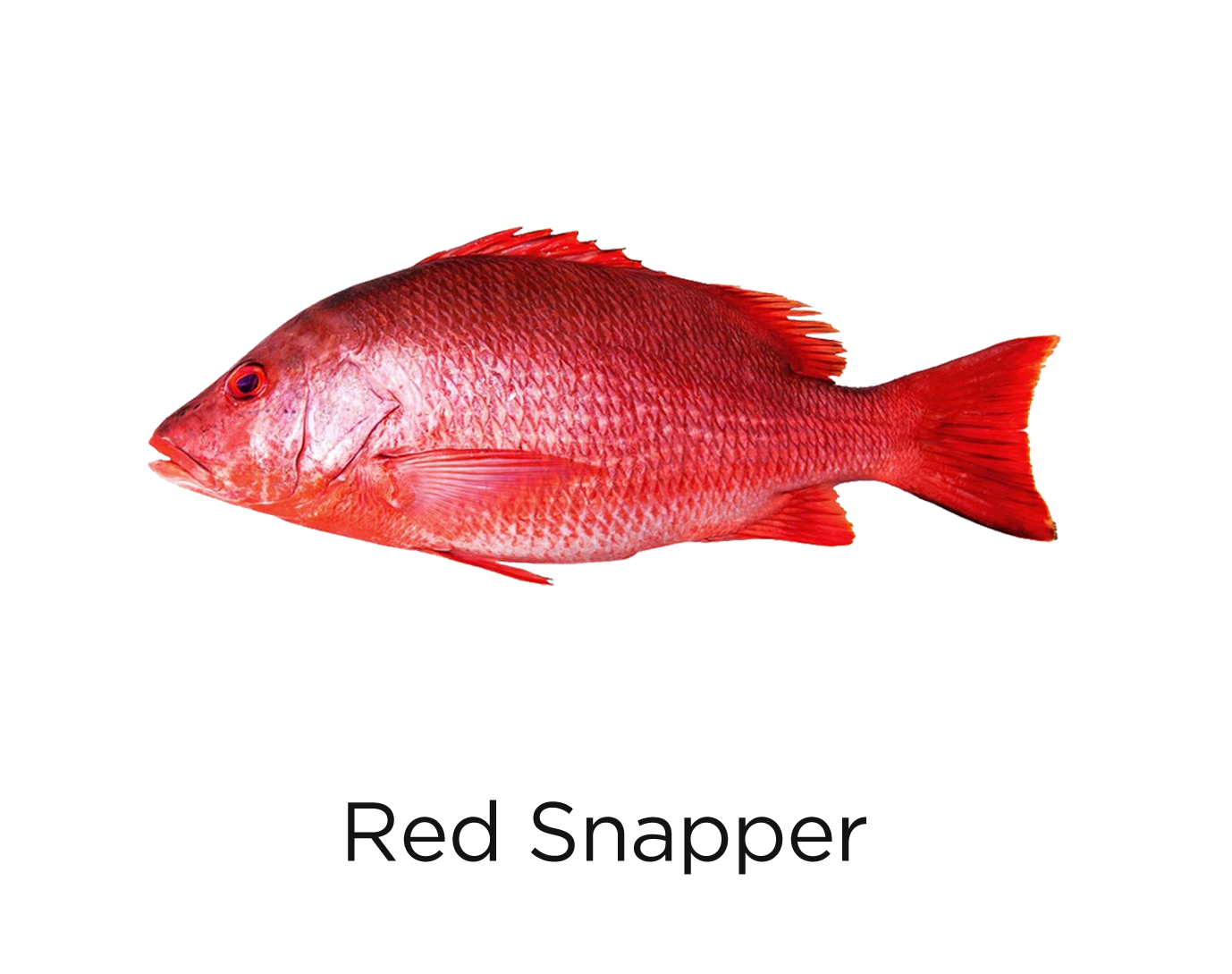 Red Snapper_t