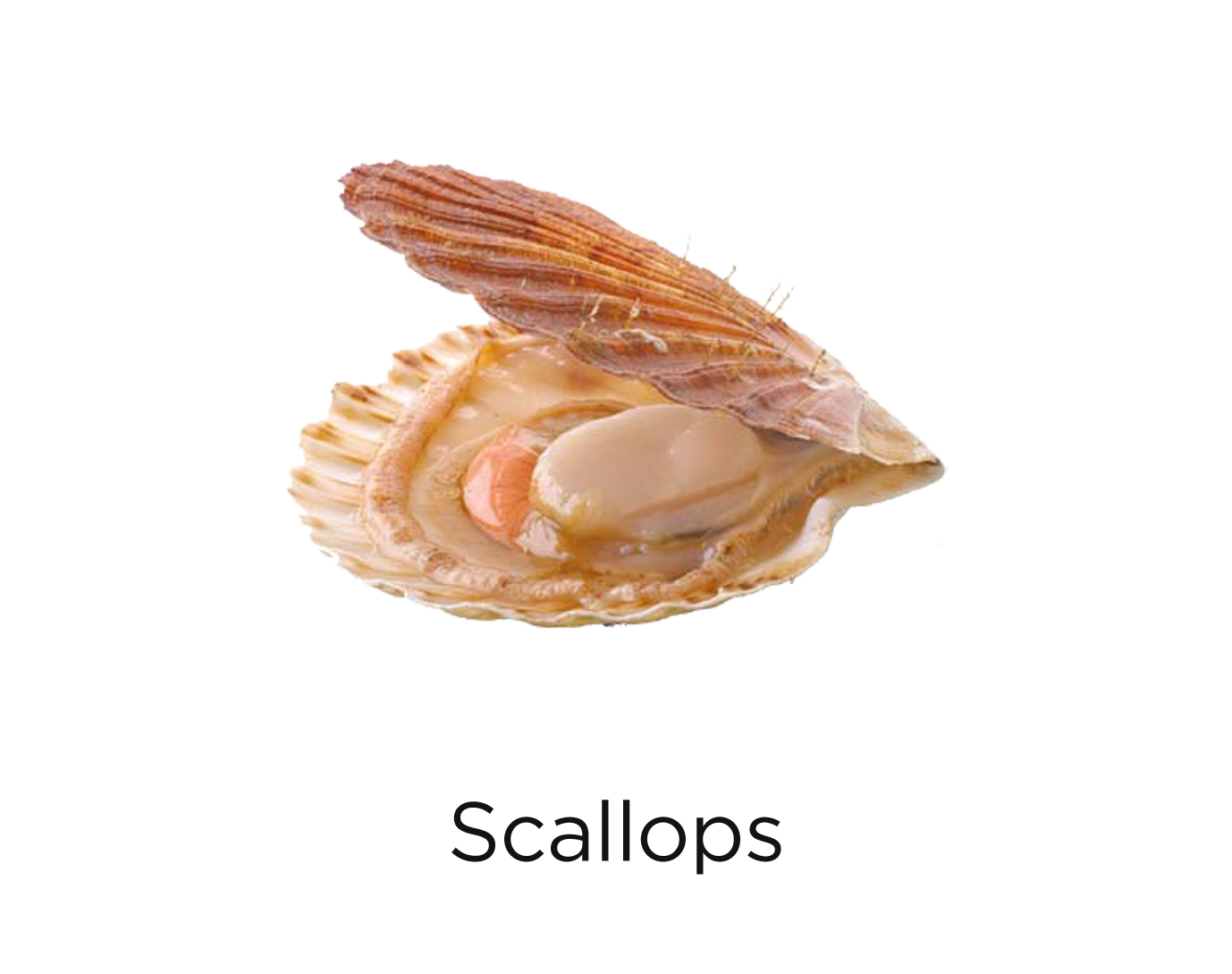 Scallops_t