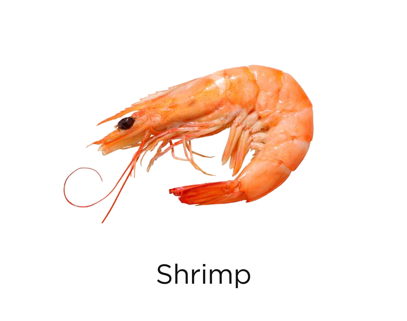 Shrimp_t