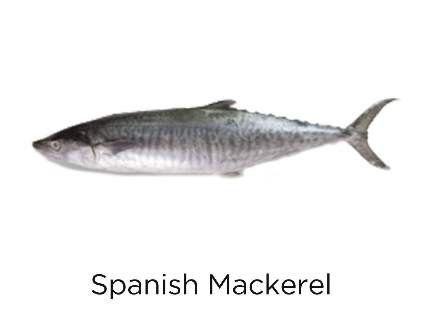 Spanish Mackerel_t