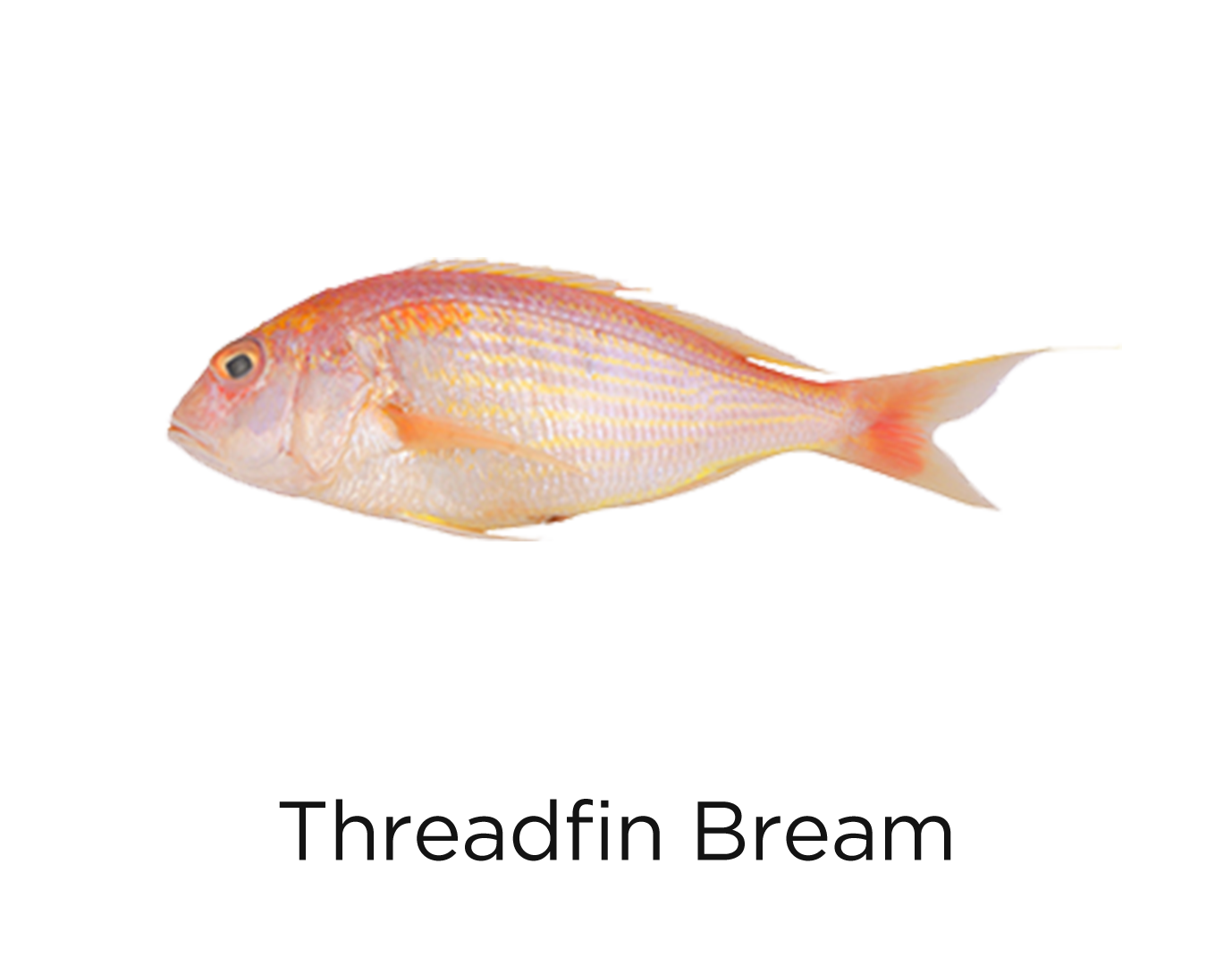 Threadfin Bream_t