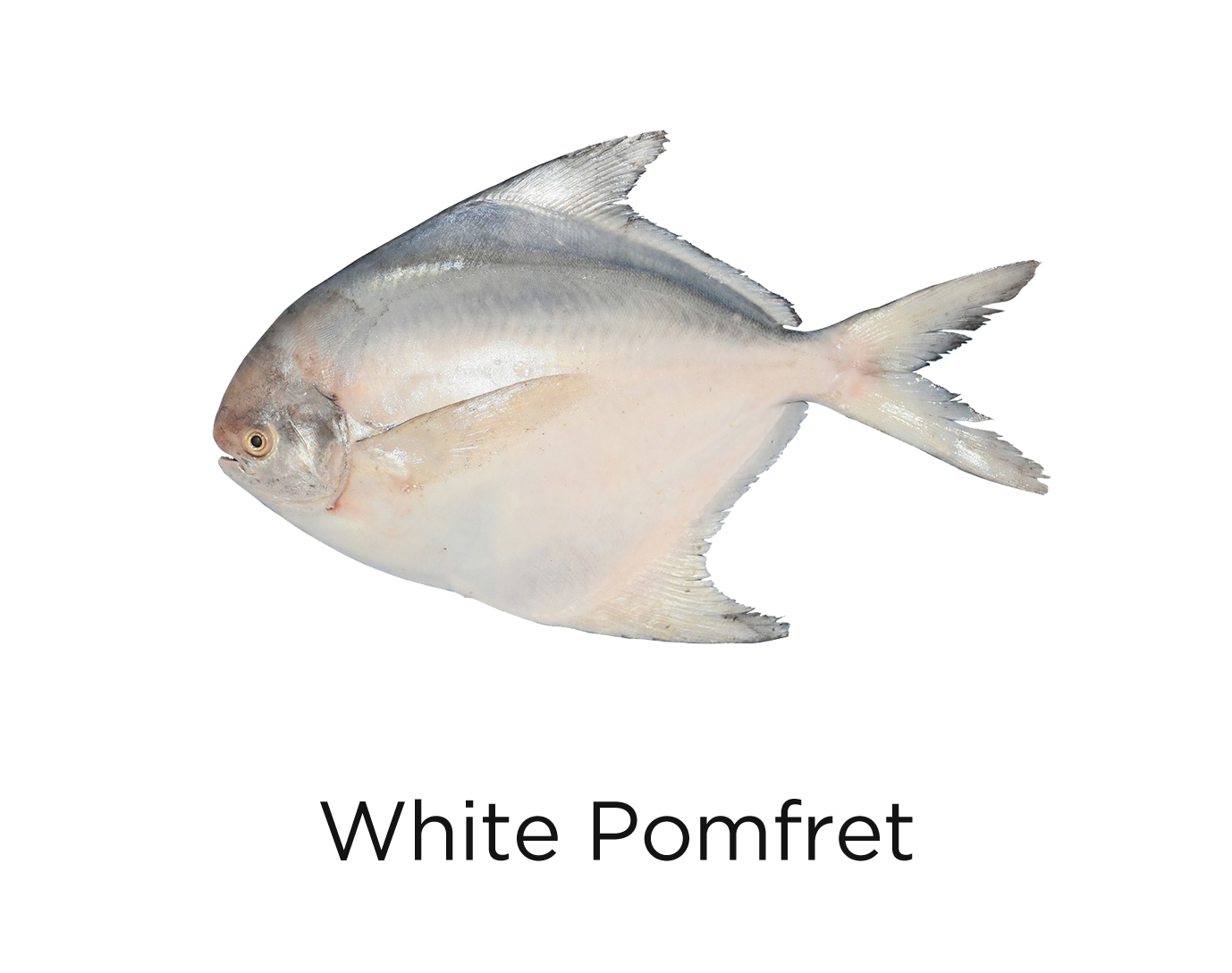 White Pomfret_t