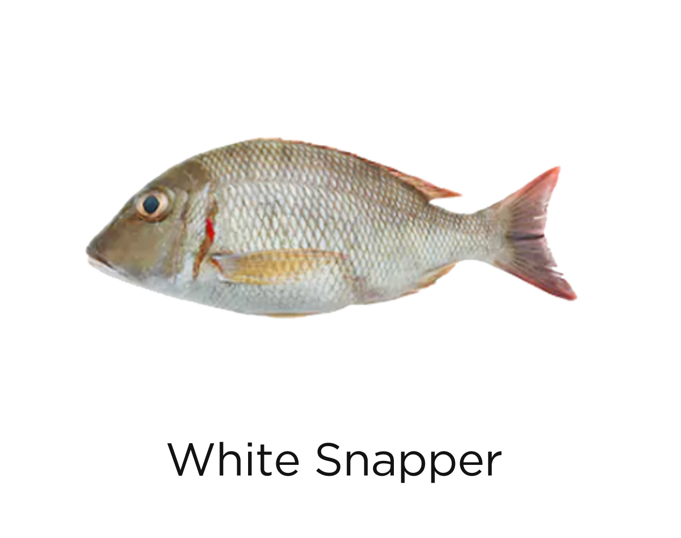 White Snapper_t