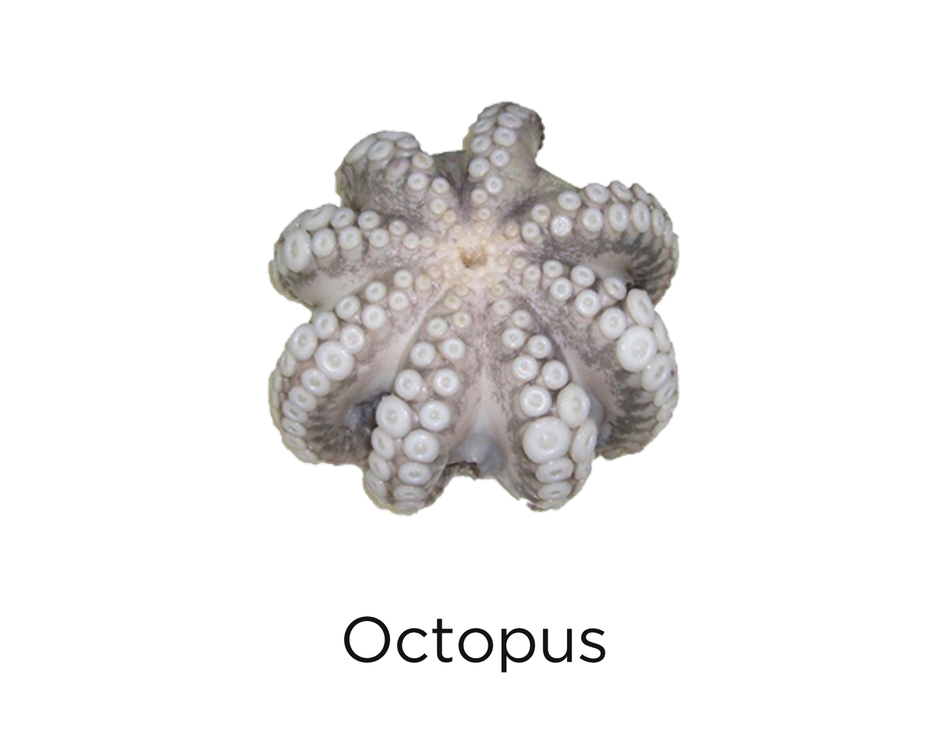 octopus_t