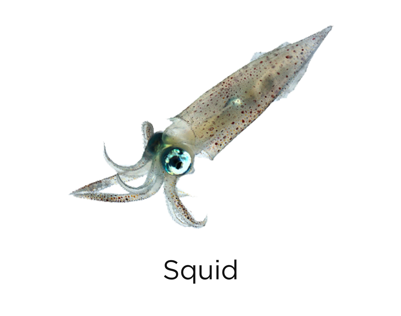 squid_t