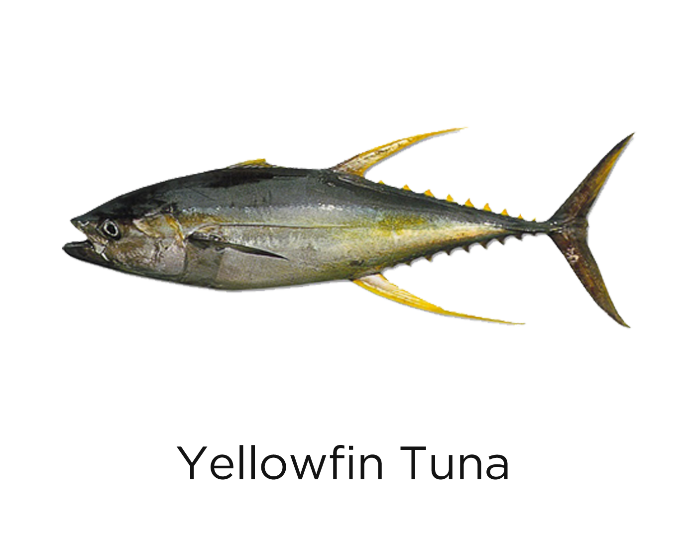 yellowfin_t